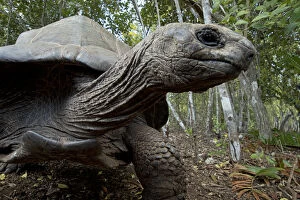 Images Dated 16th October 2013: Reptile. Giant Tortoise selfie, captive, Zanzibar
