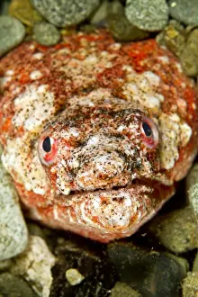 Reptilian Snake Eel - Indonesia