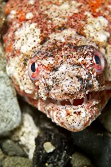 Reptilian Snake Eel - Indonesia