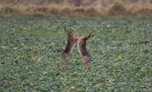 RES-1062 Brown Hares boxing