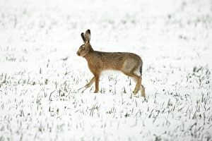 RES-833 Brown Hare in snow
