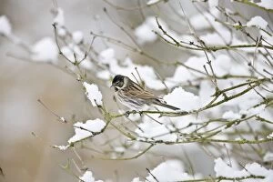 RES-839 Reed Bunting -Male on snow covered branch