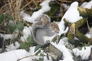 RES-844 Grey Squirrel - Feeding in snow