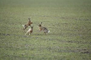 RES-846 Brown Hares - Boxing