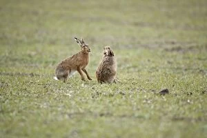 RES-847 Brown Hares - Boxing