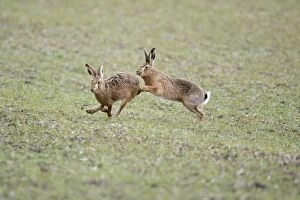 RES-852 Brown Hares - Boxing