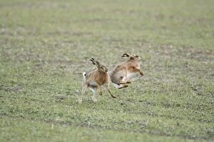 RES-853 Brown Hares - Boxing