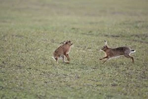 RES-855 Brown Hares - Boxing