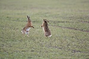 RES-857 Brown Hares - Boxing