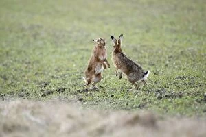 RES-860 Brown Hares - Boxing
