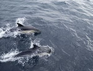 RES-865 Common Dolphin - Swimming