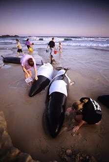 Rescue Gallery: Rescue party with beached False killer Whales