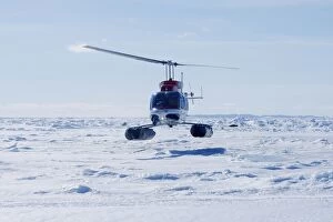 Images Dated 10th March 2008: Research Helicopter - Harp Seal in background (Phoca)