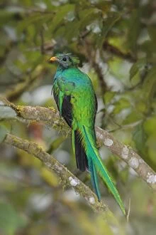 Birds/resplendent quetzal