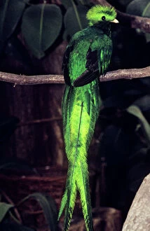 Images Dated 28th June 2007: Resplendent Quetzal
