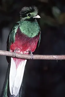 Resplendent Quetzal Distribution: Costa Rica & Panama, Central America