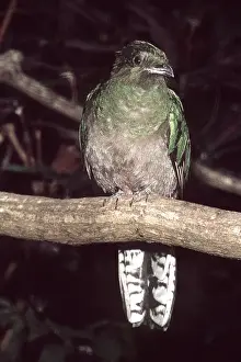 Quetzal Prints: Resplendent Quetzal female Central America