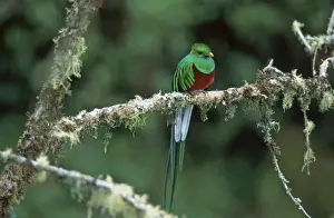 Lichens Prints: Resplendent Quetzal HDD 781 Perched on branch Costa Rica Pharomachrus mocinno costaricensis © Hans D