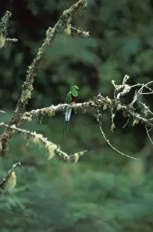 Resplendent Quetzal HDD 782 Perched on branch Costa Rica Pharomachrus mocinno costaricensis © Hans D. Dossenbach / ardea. com