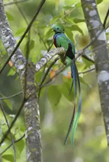 Resplendent Quetzal - male Cierro La Muerte, Costa Rica