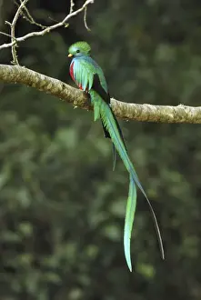 Resplendent Quetzal - male Cierro La Muerte, Costa Rica