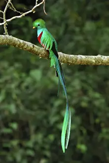 Central America Prints: Resplendent Quetzal - male Cierro La Muerte, Costa Rica