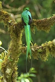 Tail Collection: Resplendent Quetzal - male Cierro La Muerte, Costa Rica