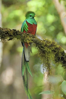 Tail Collection: Resplendent Quetzal - male Cierro La Muerte, Costa Rica