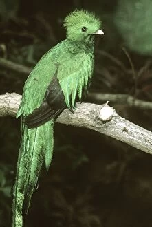 Resplendent QUETZAL - male, perched, side view