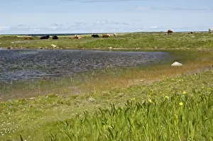Hebrides Prints: Resting Cattle - On Machair - South Uist - Outer Hebrides - Scotland