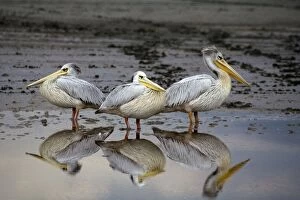Resting Pelicans - With reflection in water