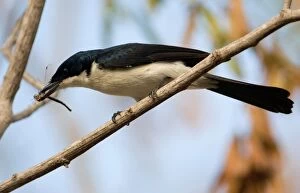 Images Dated 11th May 2007: Restless Flycatcher At Broome Bird Observatory, Western Australia