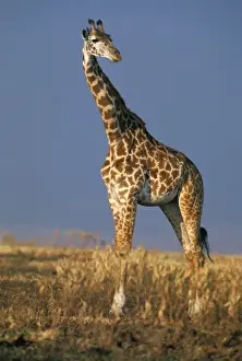 Reticulated Giraffe