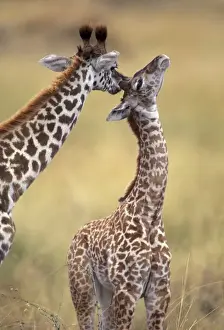 Reticulated Giraffe - adult grooming young