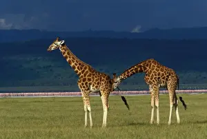 Reticulated Giraffe - two adults