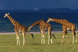 Reticulated Giraffe - three adults