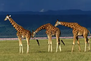 Reticulated Giraffe - three adults