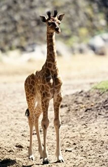Reticulated Giraffe - Baby