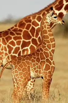 Calf Prints: Reticulated Giraffe - baby. Samburu National Park - Kenya - Africa