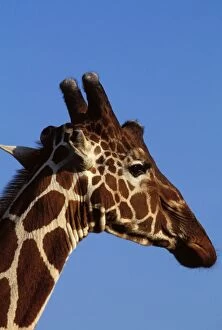 Reticulated Giraffe - close up of face, showing ossicones