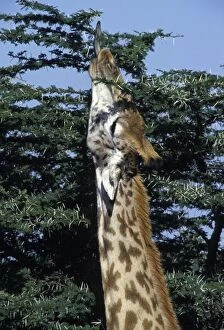 Reticulated Giraffe - close-up of head, feeding