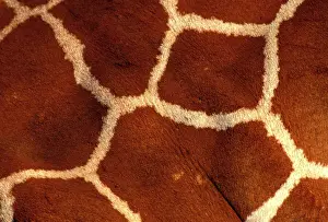 Texture Prints: Reticulated Giraffe - close-up skin