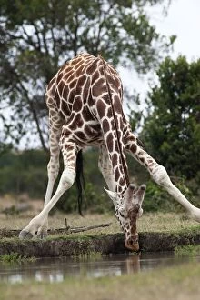 Reticulated Giraffe - drinking at waterhole