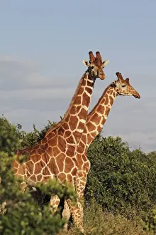 Reticulated Giraffe - family - Solio ranch - Kenya