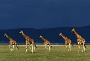 Images Dated 7th September 2005: Reticulated Giraffe - group