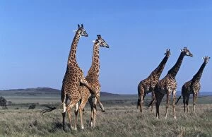 Images Dated 14th September 2005: Reticulated Giraffe - group, with pair mating
