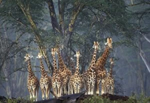 Reticulated Giraffe - group standing together