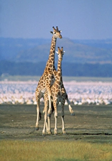 Reticulated Giraffe - mating