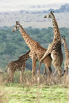 Reticulated Giraffe - two mating. Samburu National Park - Kenya - Africa