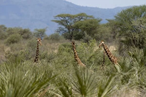Images Dated 27th January 2010: Reticulated Giraffe, Meru National Park